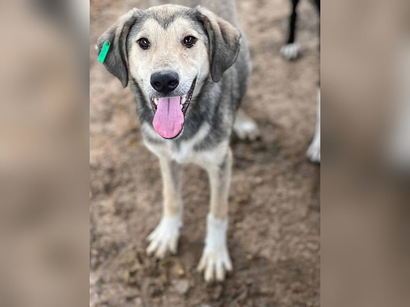 ♥BABU♥bildschöner Prachtjunge,den wir mit seinem besonderen Charme gleich ins Herz geschlossen haben