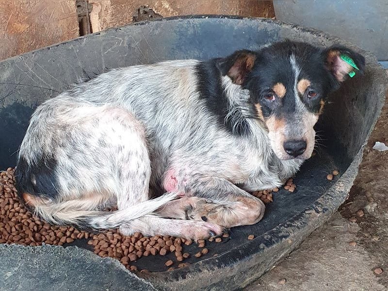 ♥NELE♥ neu auf Pflegestelle bei Leverkusen-wunderschöne, ruhige, verschmuste, sensible Hündin 47cm