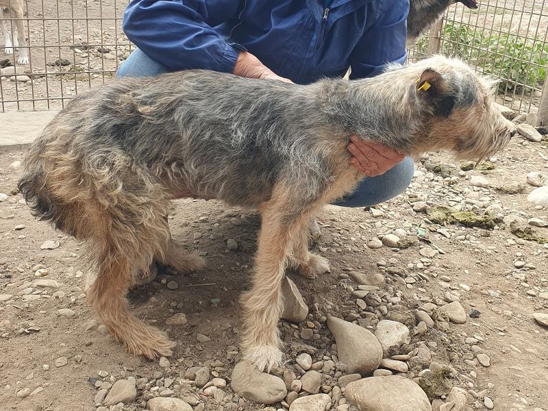 ♥LENI♥ ab 14. Nov auf Pflegestelle in Köln - bezaubernde, süße, leider zu dünne Hündin 48cm