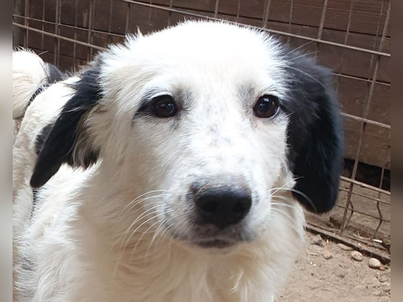 ♥YUKI♥ ab 15. Nov auf Pflegestelle bei Köln - zuckersüße, sehr zutrauliche, verspielte Juniorin 43cm