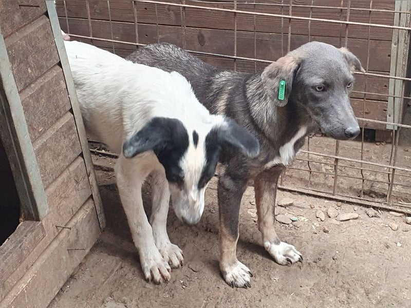 ♥FLORA♥ ab 15. Nov auf Pflegestelle bei Köln-wunderschöne, aufgeschlossene, verspielte Juniorin 41cm