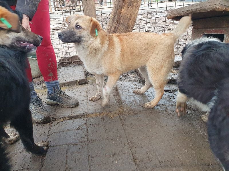 ♥ALESSIA♥ zuckersüße, ganz liebe Junghündin, die viel zu geben hat und kaum etwas erwartet 47 cm