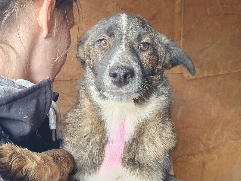 ♥CLARA♥ niedliche, verspielte Juniorin, die aktuell zu dünn ist 41 cm (noch wachsend)