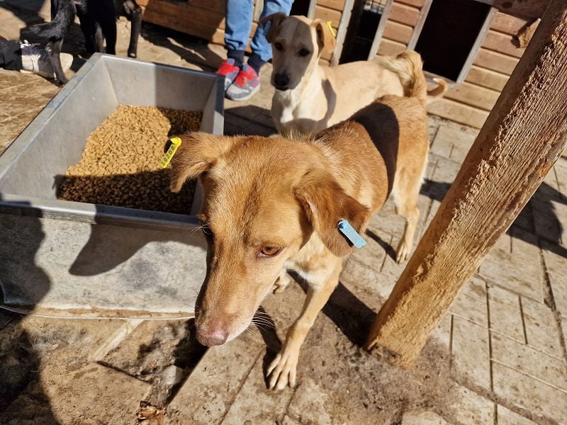 ♥SANTOS♥ anhänglicher, fröhlicher, aktiver, ganz toller Rüde 44 cm