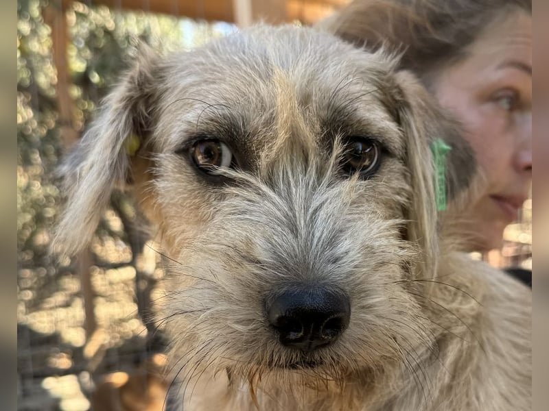 ♥CONNY♥ zuckersüße, sanfte Junghündin, die vom Tierheimstress überfordert ist 50 cm