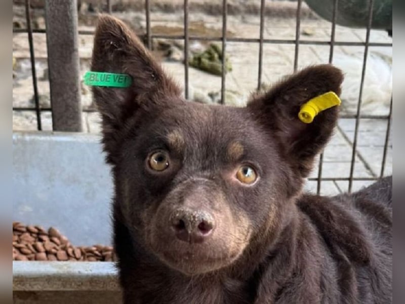 ♥SCHOKI♥ neu auf Pflegestelle bei Köln - süße, anhängliche, ruhige Hündin 44cm