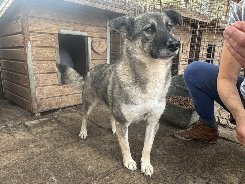 ♥LONKA♥ ab 14. Nov auf Pflegestelle bei Köln-wunderschöne, schmuse- und liebesbedürftige Hündin 44cm