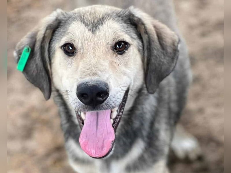 ♥BABU♥bildschöner Prachtjunge,den wir mit seinem besonderen Charme gleich ins Herz geschlossen haben