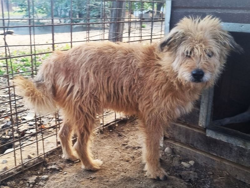 ♥LINDI♥ ruhige, sanfte, anfangs noch vorsichtige süße Hündin mit wuscheligem goldfarbenen Fell 49 cm