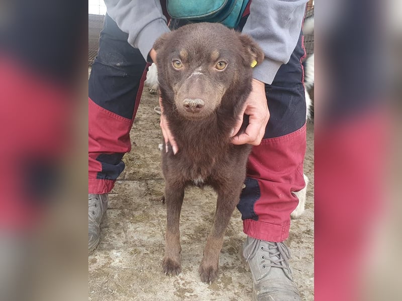 ♥SCHOKI♥ neu auf Pflegestelle bei Köln - süße, anhängliche, ruhige Hündin 44cm