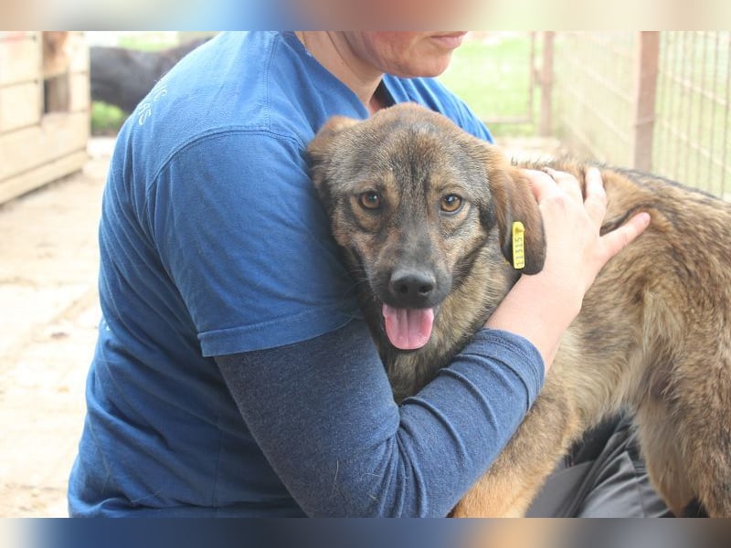 ♥MATS♥ fröhlicher, lieber schlanker Jungspund mit der handlichen Größe von 44 cm ♥MATS♥ fröhlicher, lieber schlanker Jungspund mit der handlichen Größe von 44 cm