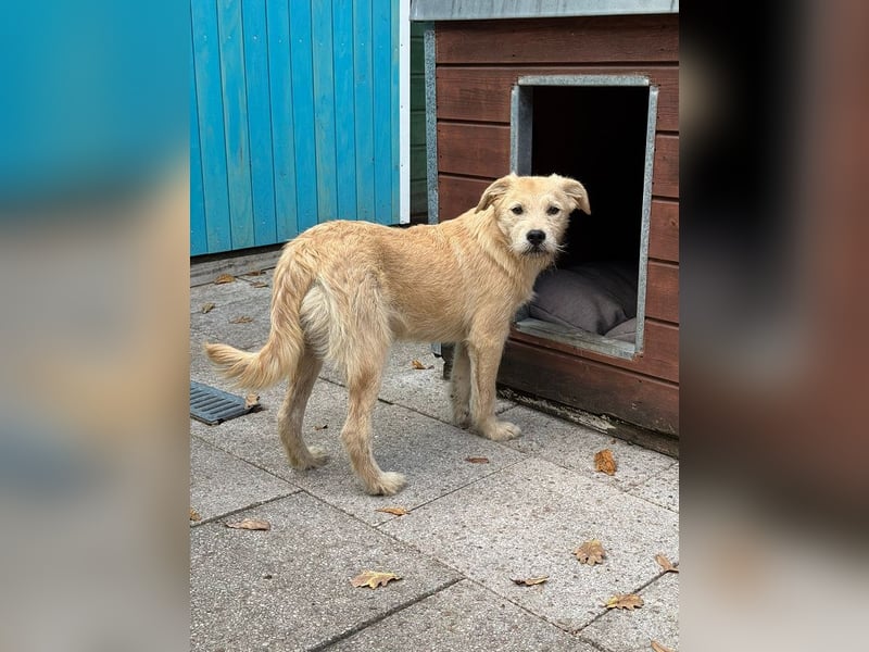 ♥BARNY♥ auf Pflegestelle bei Köln - zuckersüßer, verspielter Bub 44 cm (wachsend)