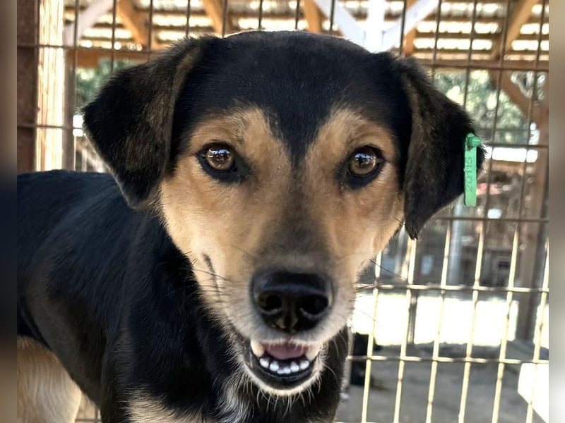 ♥RIBANA♥ süße, quirlige Junghündin, die traumhaft im Umgang mit Menschen ist 50 cm