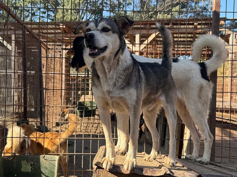 ♥BOBO♥ ganz verschmuster, offener, menschenbezogener Rüde voller Vertrauen 47 cm