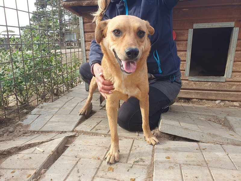 ♥PAULA♥ hübsche, sehr liebe, noch etwas zurückhaltende Zuckerschnute 46 cm