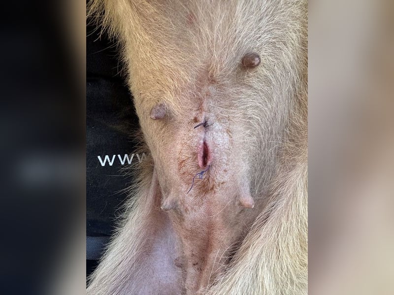 ♥CONNY♥ zuckersüße, sanfte Junghündin, die vom Tierheimstress überfordert ist 50 cm