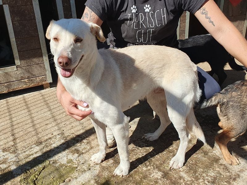 ♥MALEEN♥ ab 14. Nov auf Pflegestelle bei Köln - hübsche, süße, sanfte Hündin 48 cm