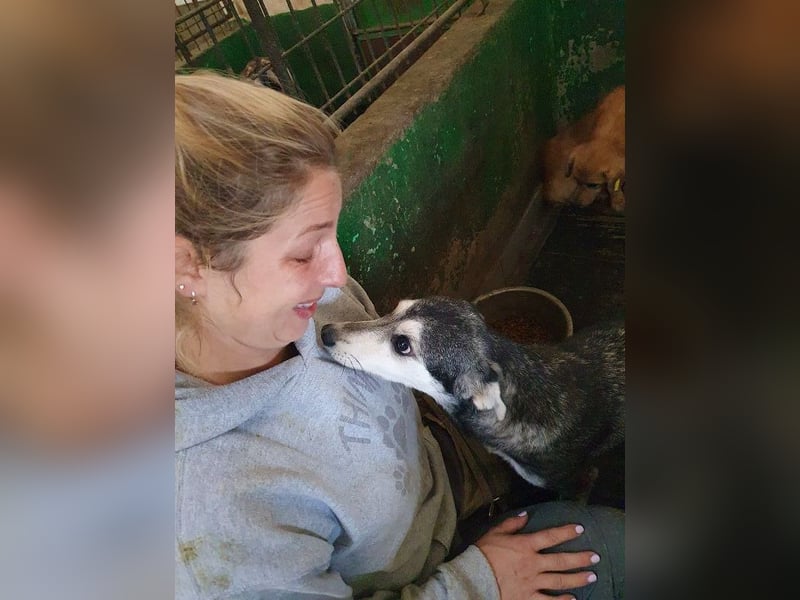 ♥FRITZI♥ zartes, ganz verschmustes, aufgeschlossenes Herzendhundekind 43 cm