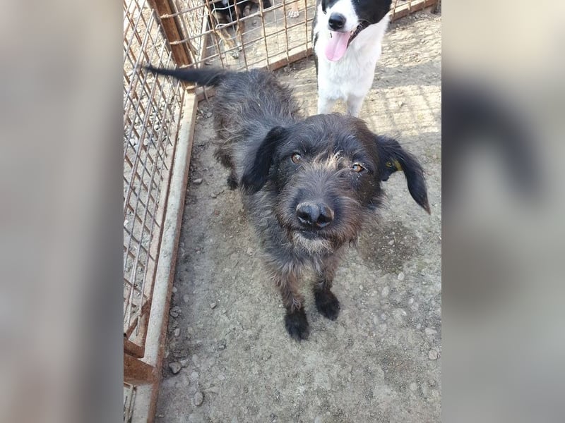 ♥BORIS♥ ganz zutraulicher, sanfter, lieber Wuschel-Mix-Rüde, der begeistert 46 cm ♥BORIS♥ ganz zutraulicher, sanfter, lieber Wuschel-Mix-Rüde, der begeistert 46 cm