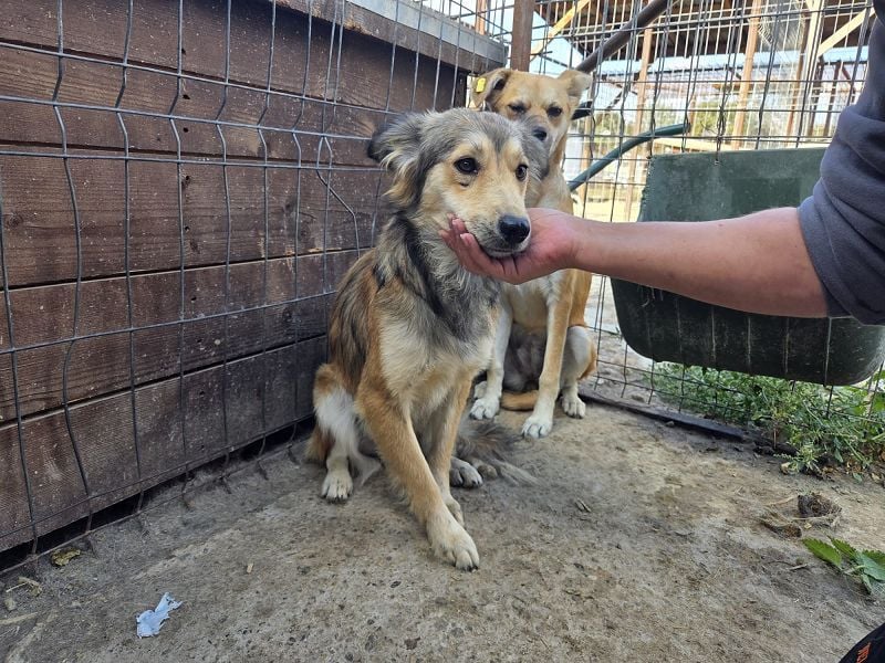♥SIMBA♥ neu auf Pflegestelle bei Köln - wunderschöner, so süßer und herzlicher Rüde 44 cm