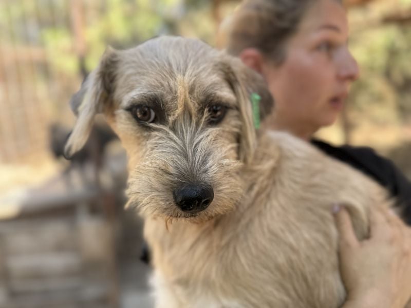 ♥CONNY♥ zuckersüße, sanfte Junghündin, die vom Tierheimstress überfordert ist 50 cm