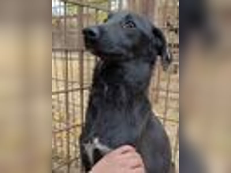 ♥LETTY♥ sehr zarte, süße Hündin, die von einem Fabrikgelände gerettet wurde 50 cm ♥LETTY♥ sehr zarte, süße Hündin, die von einem Fabrikgelände gerettet wurde 50 cm