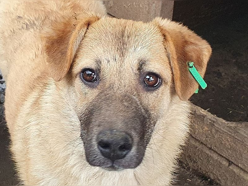 ♥ALESSIA♥ zuckersüße, ganz liebe Junghündin, die viel zu geben hat und kaum etwas erwartet 47 cm