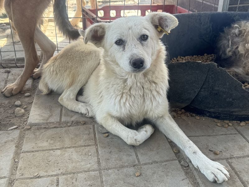 ♥VANESSA♥ süße, noch vorsichtige hübsche Maus, die im Tierheim so traurig schaut 48 cm ♥VANESSA♥ süße, noch vorsichtige hübsche Maus, die im Tierheim so traurig schaut 48 cm