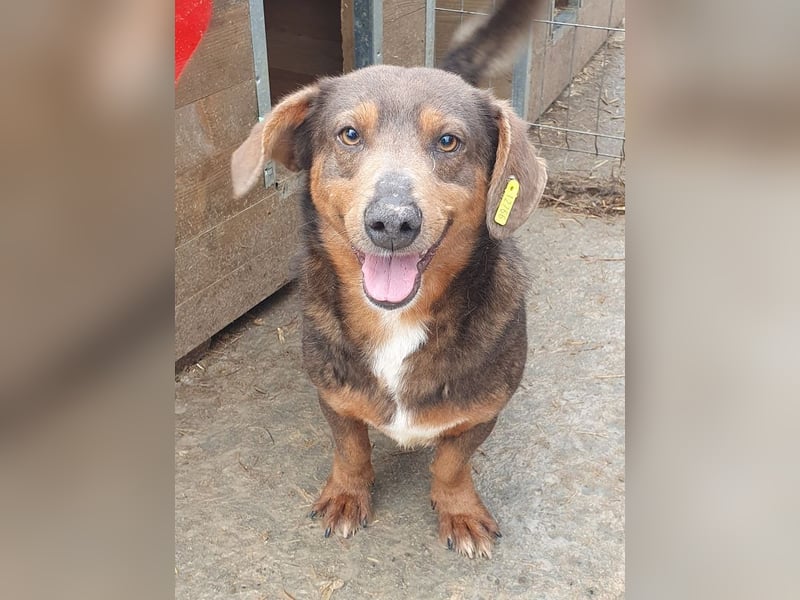 ♥IVO♥ kleiner, dackelähnlicher, sehr menschenbezogener und verschmuster Freund für's Leben 42 cm