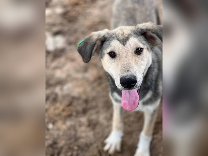 ♥BABU♥bildschöner Prachtjunge,den wir mit seinem besonderen Charme gleich ins Herz geschlossen haben