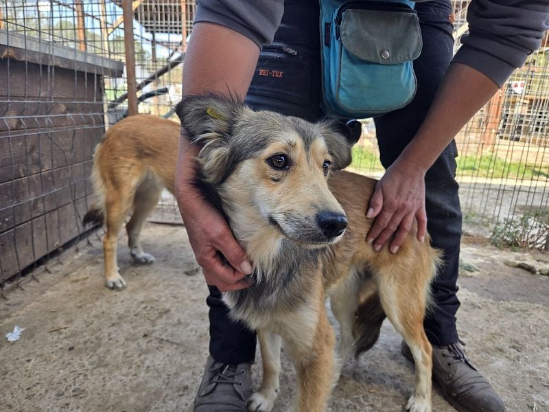 ♥SIMBA♥ neu auf Pflegestelle bei Köln - wunderschöner, so süßer und herzlicher Rüde 44 cm