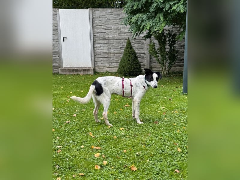 ♥KIM♥ neu auf Pflegestelle in Köln - verschmuste, zutrauliche, sanfte Juniorin 50 cm
