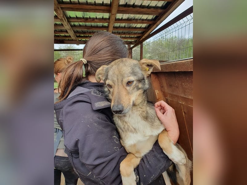 ♥LUMI♥ süßer, ganz lieber Rüde, der im Tierheim sehr viel Angst hat 47 cm