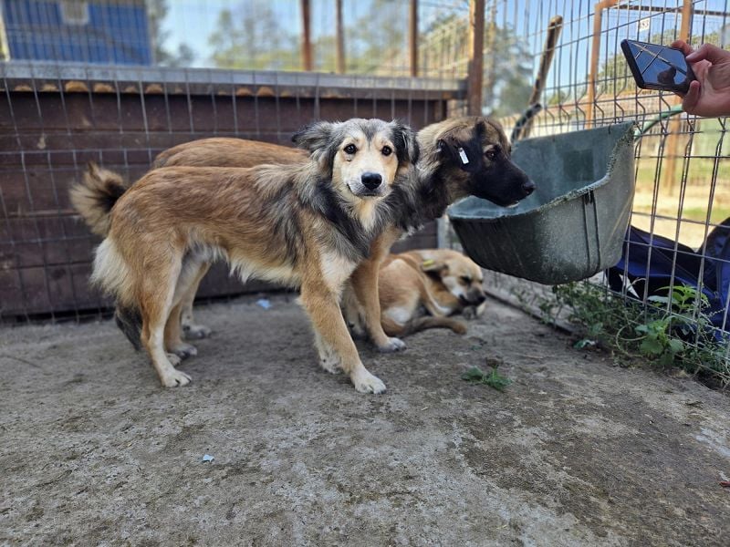 ♥SIMBA♥ neu auf Pflegestelle bei Köln - wunderschöner, so süßer und herzlicher Rüde 44 cm