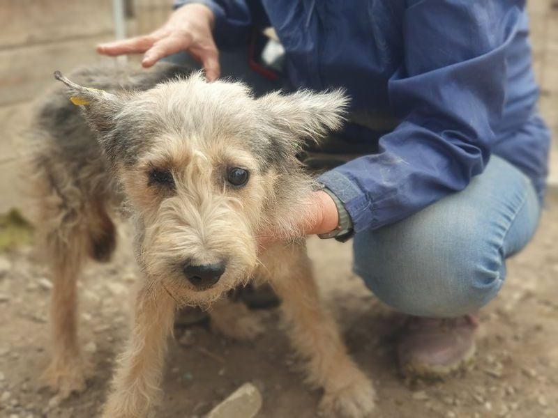 ♥LENI♥ ab 14. Nov auf Pflegestelle in Köln - bezaubernde, süße, leider zu dünne Hündin 48cm