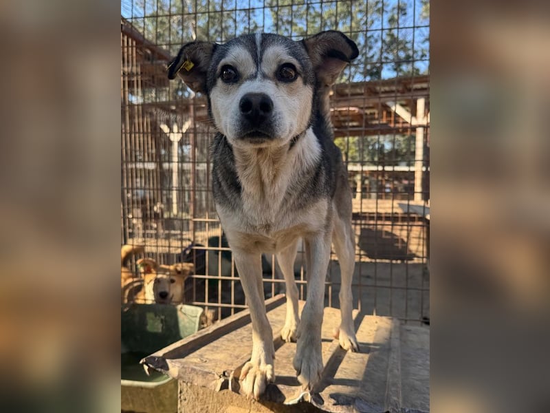 ♥BOBO♥ ganz verschmuster, offener, menschenbezogener Rüde voller Vertrauen 47 cm