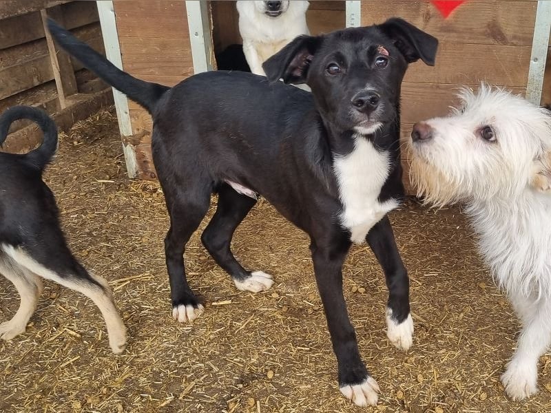 ♥ALBIE♥ wunderschöner, fröhlicher, verschmuster Sonnenschein 43 cm (etwas wachsend)