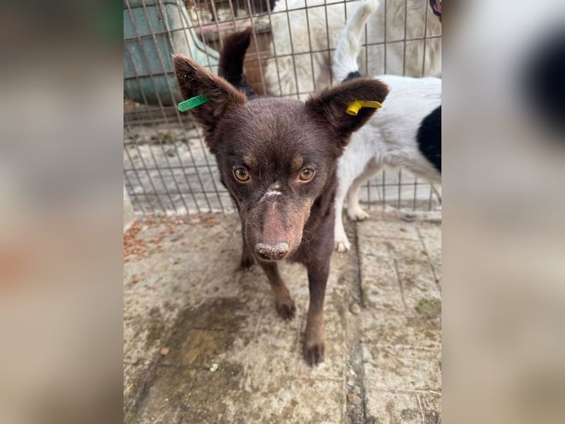 ♥SCHOKI♥ neu auf Pflegestelle bei Köln - süße, anhängliche, ruhige Hündin 44cm