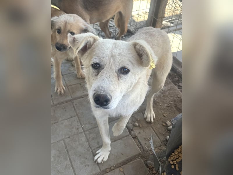 ♥VANESSA♥ süße, noch vorsichtige hübsche Maus, die im Tierheim so traurig schaut 48 cm ♥VANESSA♥ süße, noch vorsichtige hübsche Maus, die im Tierheim so traurig schaut 48 cm