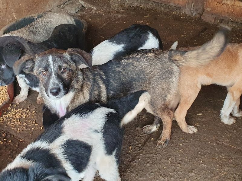 ♥CLARA♥ niedliche, verspielte Juniorin, die aktuell zu dünn ist 41 cm (noch wachsend)