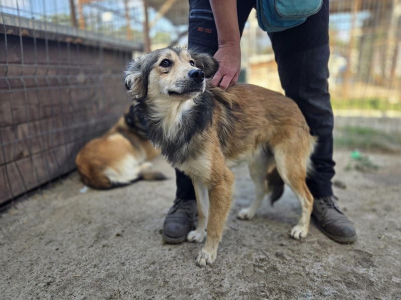 ♥SIMBA♥ neu auf Pflegestelle bei Köln - wunderschöner, so süßer und herzlicher Rüde 44 cm