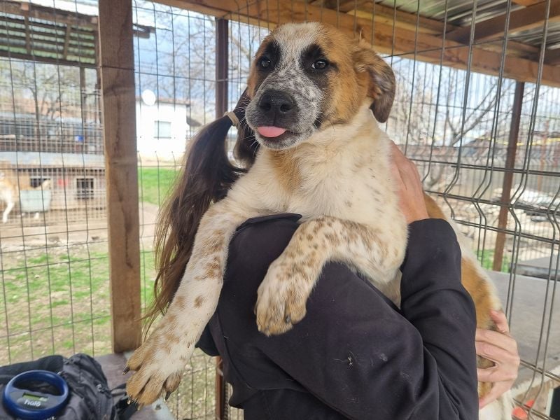 ♥MIRCO♥ wunderschöner tricolor-farbener, aufgeschlossener, verspielter Junior 43 cm (wachsend)