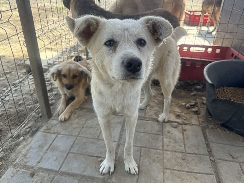 ♥VANESSA♥ süße, noch vorsichtige hübsche Maus, die im Tierheim so traurig schaut 48 cm ♥VANESSA♥ süße, noch vorsichtige hübsche Maus, die im Tierheim so traurig schaut 48 cm