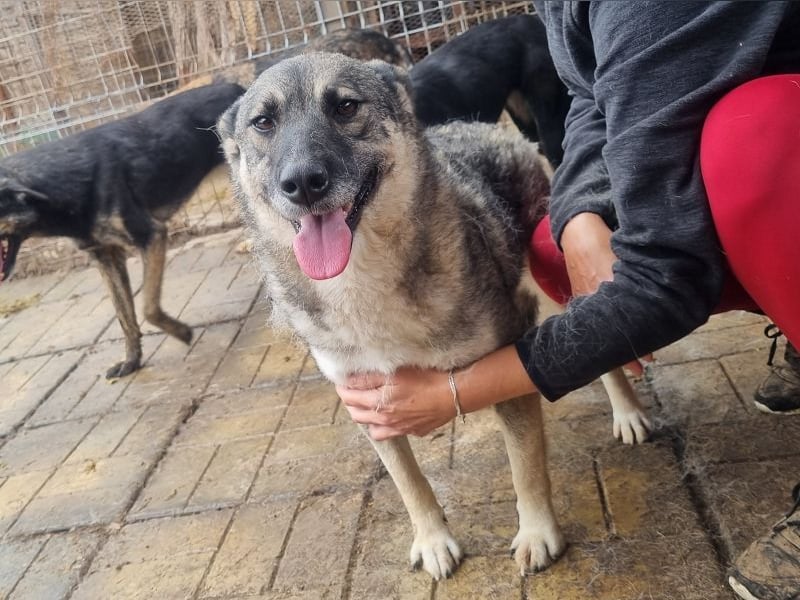 ♥LONKA♥ ab 14. Nov auf Pflegestelle bei Köln-wunderschöne, schmuse- und liebesbedürftige Hündin 44cm