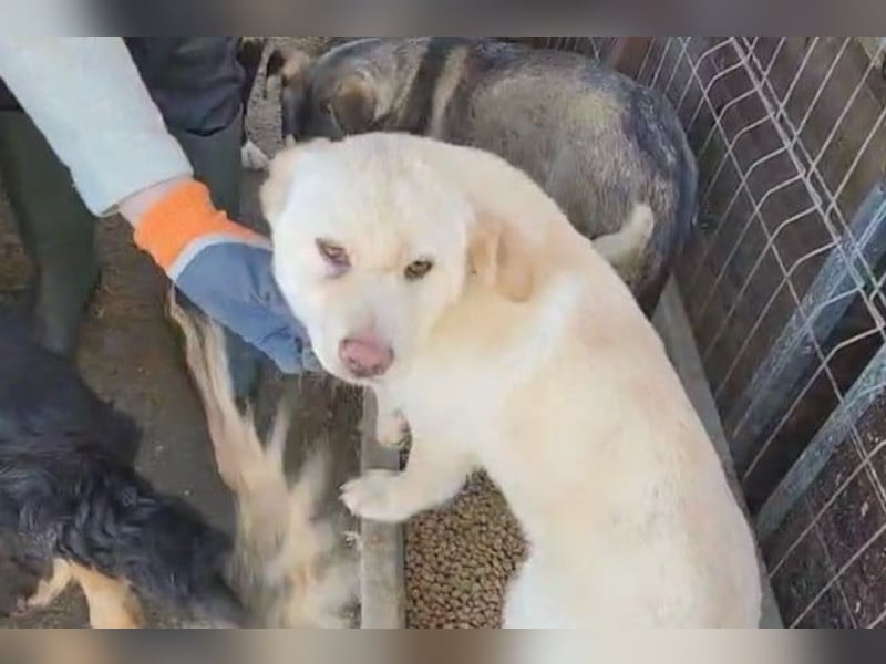 ♥ELIAS♥ süßer,sehr zutraulicher, verspielter Bub,der aussieht wie ein kleiner Eisbär-wird mittelgroß