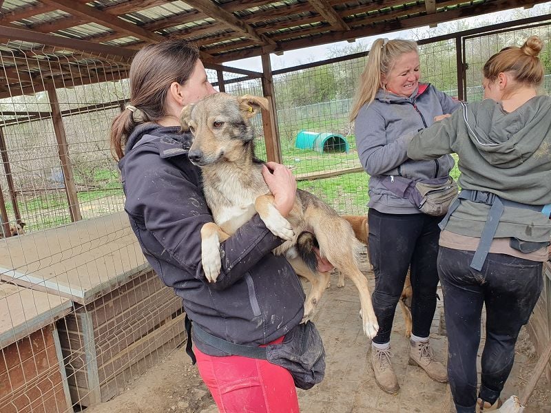 ♥LUMI♥ süßer, ganz lieber Rüde, der im Tierheim sehr viel Angst hat 47 cm