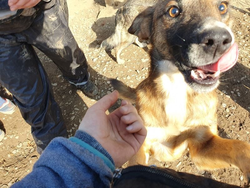 ♥NICO♥ verschmuster, sehr menschenbezogener, aufgeschlossener hübscher Rüde 47 cm ♥NICO♥ verschmuster, sehr menschenbezogener, aufgeschlossener hübscher Rüde 47 cm