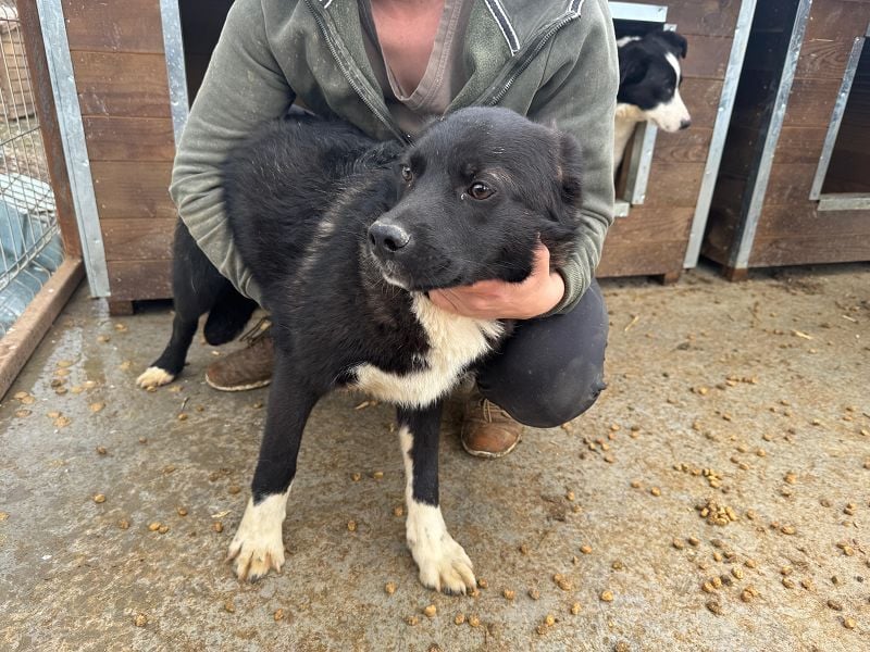 ♥MARVIN♥ zuckersüßer, ganz lieber, im Tierheim völlig verängstigter armer Schatz 48 cm