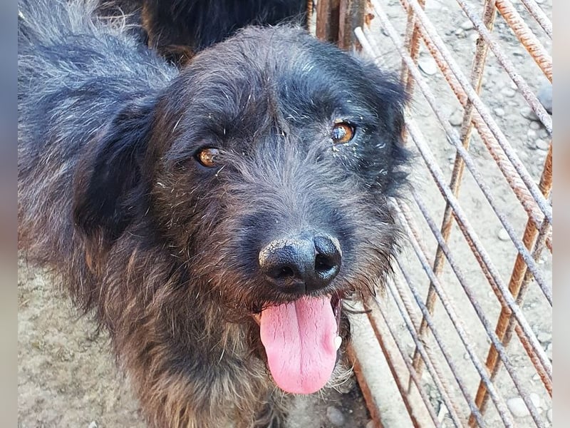 ♥BORIS♥ ganz zutraulicher, sanfter, lieber Wuschel-Mix-Rüde, der begeistert 46 cm ♥BORIS♥ ganz zutraulicher, sanfter, lieber Wuschel-Mix-Rüde, der begeistert 46 cm