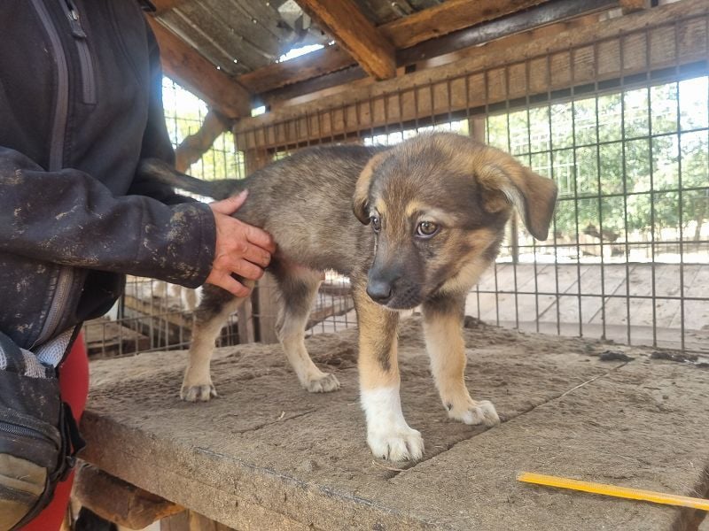 ♥ALISON♥ bezaubernde, verschmuste Junghündin voller Lebensfreude 49 cm